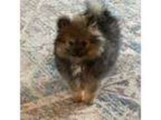 Pomeranian Puppy for sale in Roff, OK, USA