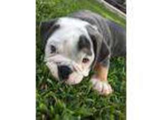 Olde English Bulldogge Puppy for sale in Muscle Shoals, AL, USA