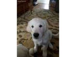 Mutt Puppy for sale in Milford, NH, USA