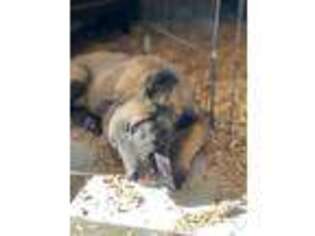 Belgian Malinois Puppy for sale in Greensboro, NC, USA