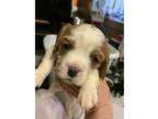Cavalier King Charles Spaniel Puppy for sale in Orange Grove, TX, USA