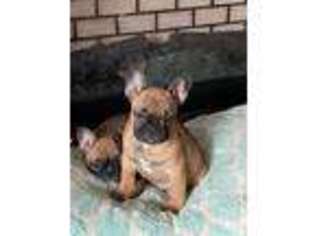French Bulldog Puppy for sale in Roseburg, OR, USA
