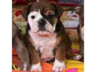 Bulldog Puppy for sale in Gadsden, AL, USA