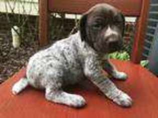 German Shorthaired Pointer Puppy for sale in Seneca, SC, USA