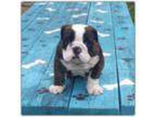 Bulldog Puppy for sale in Warwick, RI, USA
