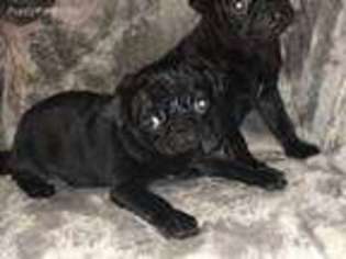 Pug Puppy for sale in Midvale, UT, USA