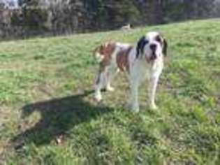 Saint Bernard Puppy for sale in Columbia, KY, USA