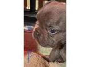 French Bulldog Puppy for sale in Huffman, TX, USA