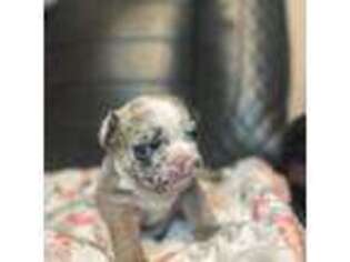 French Bulldog Puppy for sale in Nashua, NH, USA