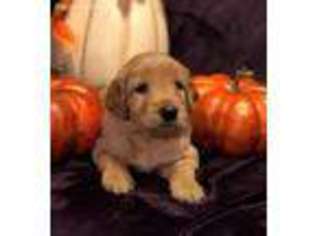 Mutt Puppy for sale in Newark, TX, USA