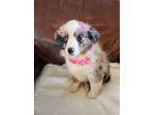Miniature Australian Shepherd Puppy for sale in Apple Valley, CA, USA