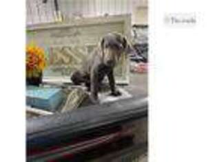 Labrador Retriever Puppy for sale in Springfield, MO, USA