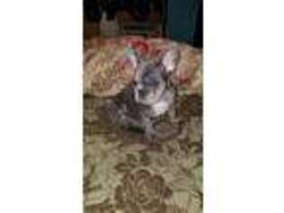 French Bulldog Puppy for sale in Logansport, IN, USA