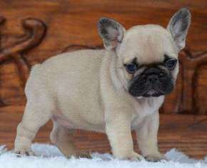 French Bulldog Puppy for sale in LEWES, DE, USA
