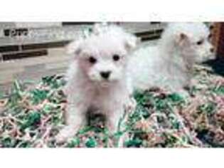 Maltese Puppy for sale in Jonesville, NC, USA