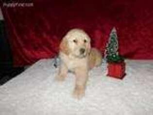 Golden Retriever Puppy for sale in West Lafayette, OH, USA