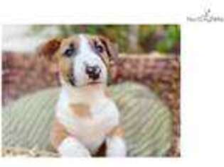 Bull Terrier Puppy for sale in Orlando, FL, USA