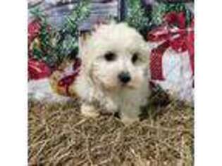 Maltese Puppy for sale in Gay, GA, USA