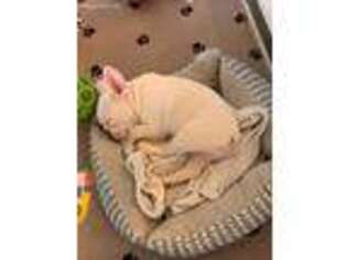 French Bulldog Puppy for sale in Goshen, KY, USA
