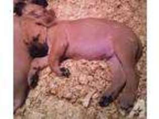 Great Dane Puppy for sale in BAYTOWN, TX, USA