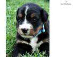 Bernese Mountain Dog Puppy for sale in Indianapolis, IN, USA