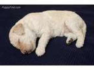 Labradoodle Puppy for sale in Shirley, NY, USA