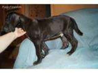 Great Dane Puppy for sale in Colorado City, TX, USA