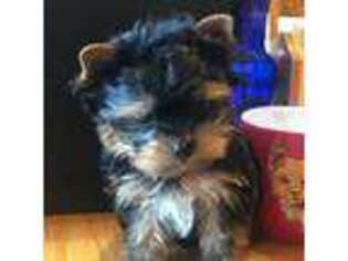 Yorkshire Terrier Puppy for sale in Twin Lakes, WI, USA