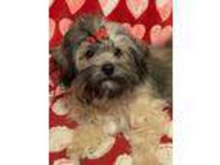 Shih-Poo Puppy for sale in Frederick, MD, USA