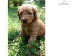 Labradoodle Puppy for sale in Lenoir, NC, USA