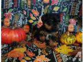 Yorkshire Terrier Puppy for sale in NEWTON GROVE, NC, USA