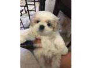 Mutt Puppy for sale in Mission Viejo, CA, USA