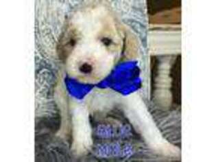 Goldendoodle Puppy for sale in Benton, LA, USA