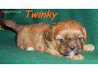 Mutt Puppy for sale in Clinton, IN, USA