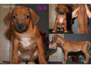 Rhodesian Ridgeback Puppy for sale in Burleson, TX, USA