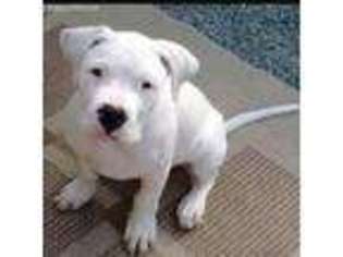 Dogo Argentino Puppy for sale in Philadelphia, PA, USA