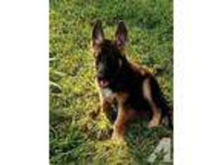 German Shepherd Dog Puppy for sale in LIVINGSTON, TX, USA