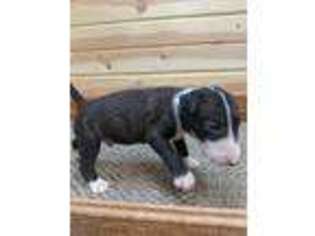 Bull Terrier Puppy for sale in Eagle Rock, MO, USA