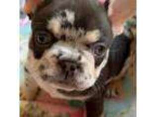French Bulldog Puppy for sale in Mitchell, SD, USA