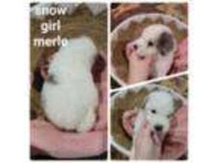 Mutt Puppy for sale in Bunch, OK, USA