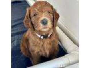 Goldendoodle Puppy for sale in Corpus Christi, TX, USA