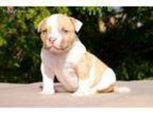 American Bulldog Puppy for sale in Newcomerstown, OH, USA