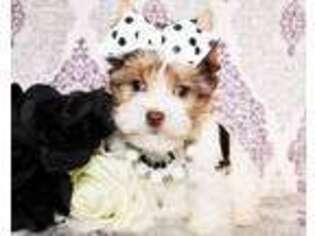 Yorkshire Terrier Puppy for sale in Dewey, AZ, USA