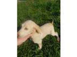 Goldendoodle Puppy for sale in Evansville, IN, USA