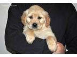 Golden Retriever Puppy for sale in Salem, OR, USA
