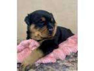 Rottweiler Puppy for sale in Auburn, IN, USA