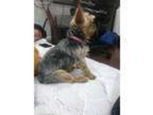 Yorkshire Terrier Puppy for sale in Windermere, FL, USA