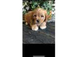 Cavapoo Puppy for sale in Farmington, MO, USA