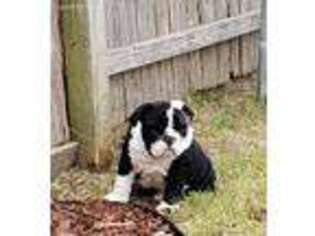 Bulldog Puppy for sale in Princeton, TX, USA