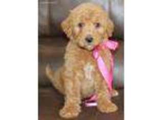 Goldendoodle Puppy for sale in Clay Springs, AZ, USA